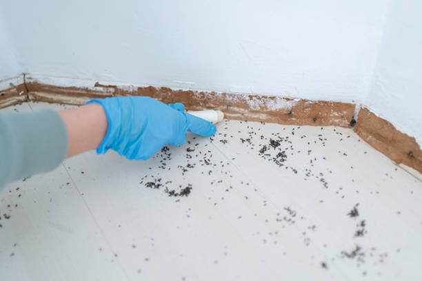 Best Flea Control Services  in Pulaski, WI
